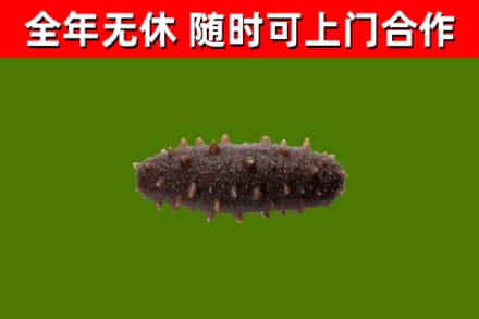 郑州烟酒回收干海参.jpg